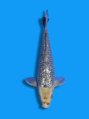 Ginrin Kawarimono | Koi&Co.